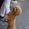 わたしも写して～▽･ｪ･▽