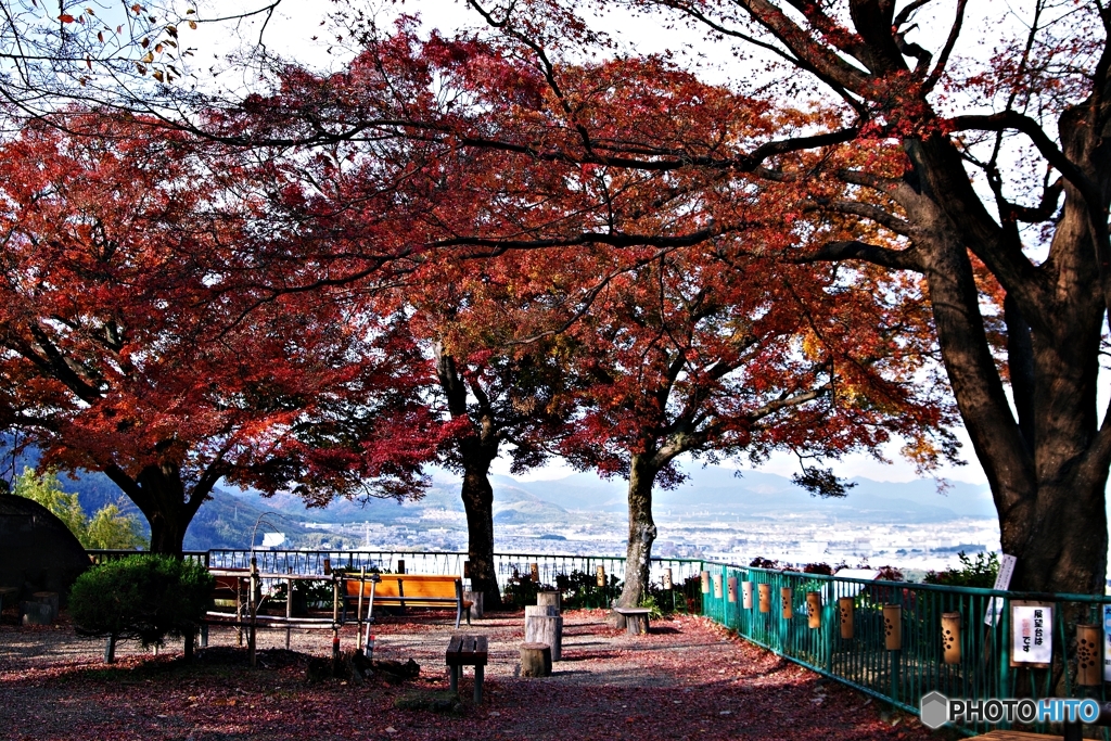 男山展望台の紅葉