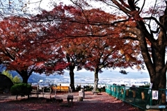 男山展望台の紅葉