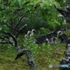オカトラノオ咲く庭
