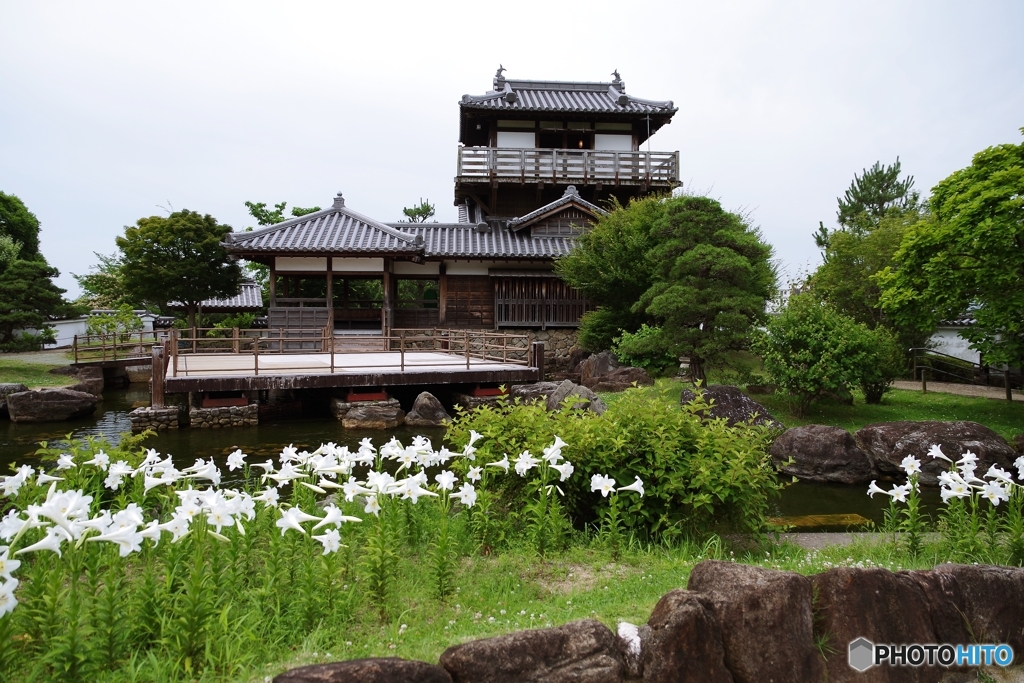 テッポウユリ咲く庭園②