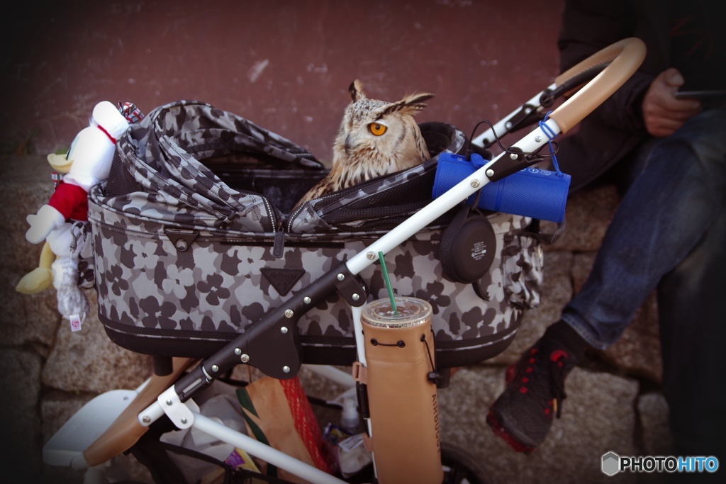 ミミズクさん