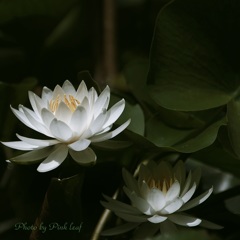 睡蓮・白