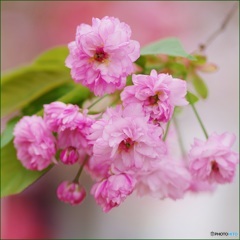 桜のお菊さん