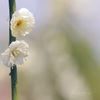 清らに薫る