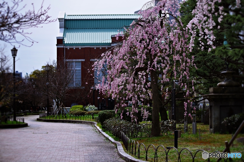 造幣局の枝垂れ桜 2022