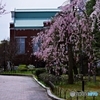 造幣局の枝垂れ桜 2022