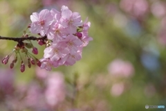 河津桜パステル