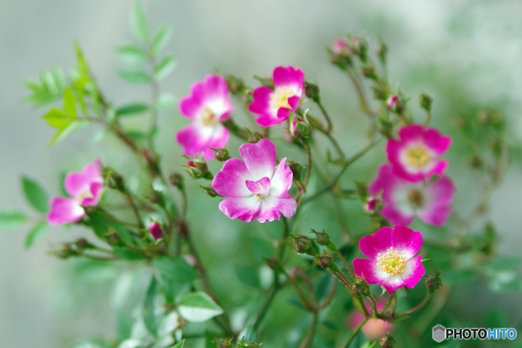 小さな薔薇 アズミノ