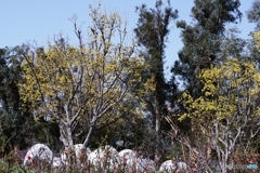 山茱萸咲く不思議空間