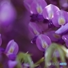 紫の苑