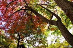 大阪城のハゼの木①　