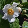 夏椿