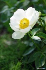 スッキリした芍薬