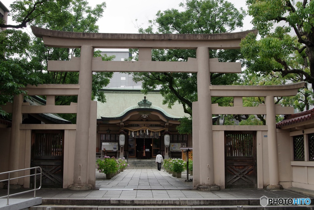 紫陽花の坐摩神社