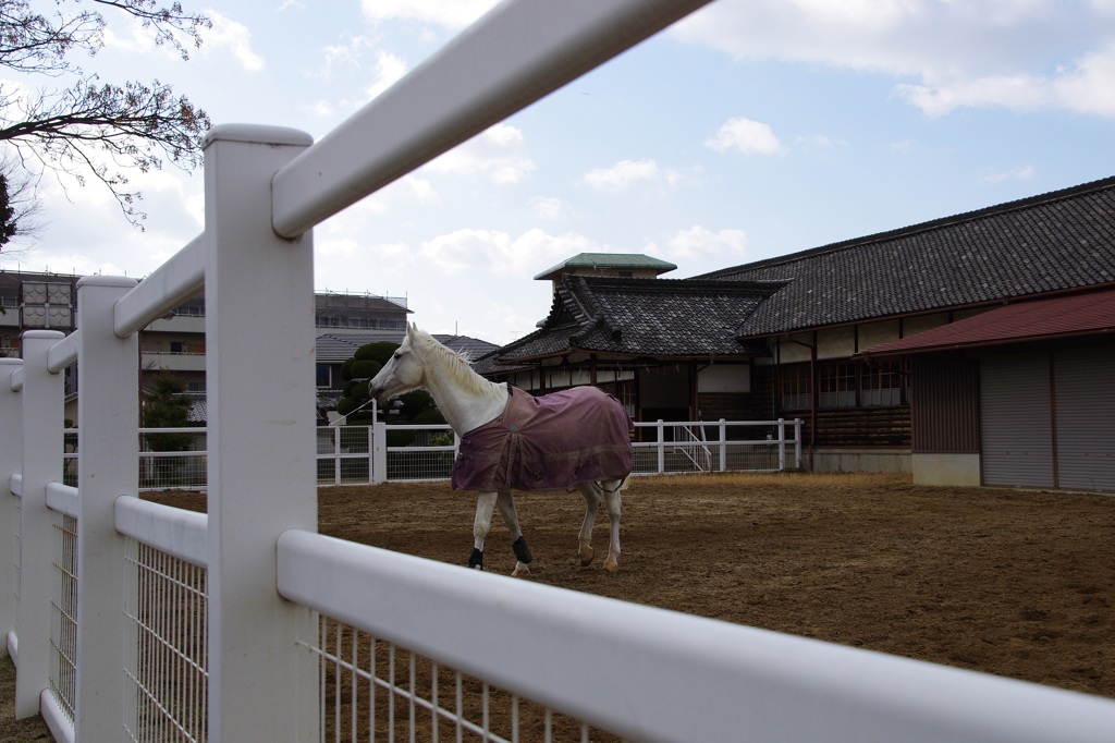 馬場にたたずむ