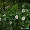 諸行無常の華