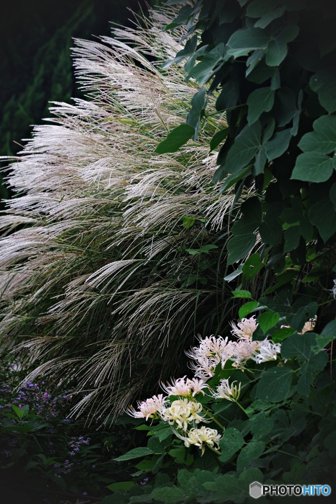 輝く薄と白花曼殊沙華