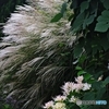 輝く薄と白花曼殊沙華