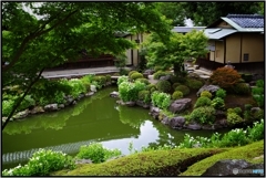 両足院 半夏生の庭園③