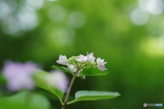 水無月の吐息