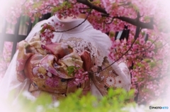 桜越しに覗く桜