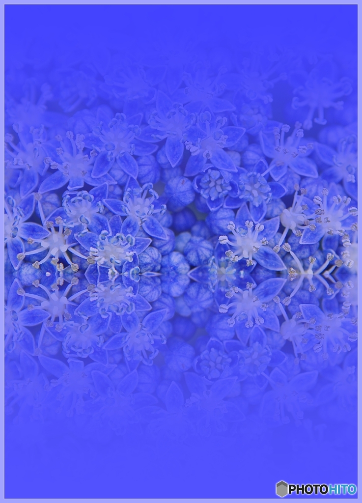 紫陽花blue