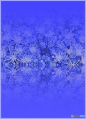 紫陽花blue