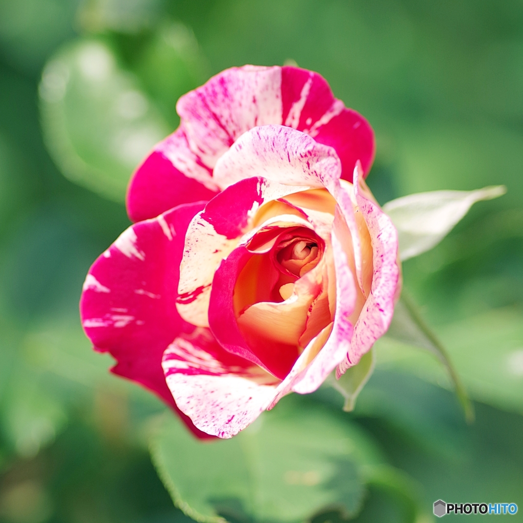 アイコンの薔薇 カミーユ・ピサロ