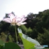 アムール川の蓮