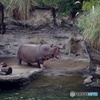 カバの大あくび