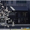 ハクモクレンと建物 町屋風の建物は…