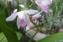 白花の紫蘭
