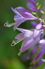 紫の花が好き