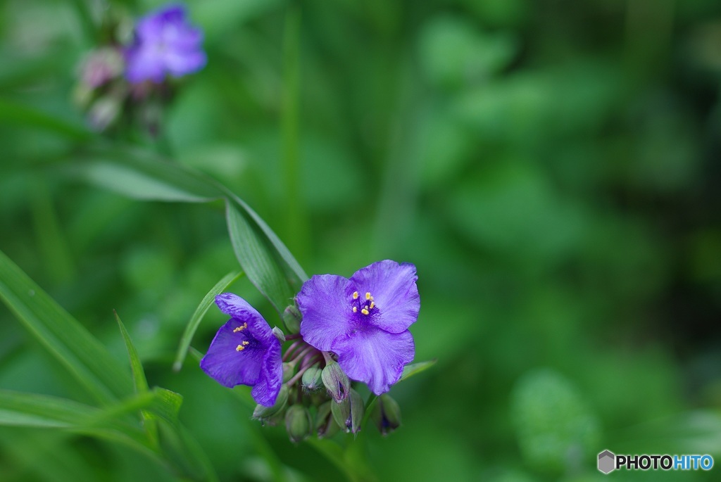 紫露草①