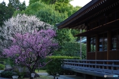 城南宮こぞの梅①