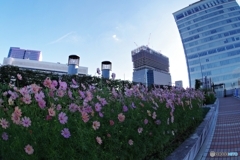 天空の秋桜ふたたび