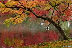 秋色の池で