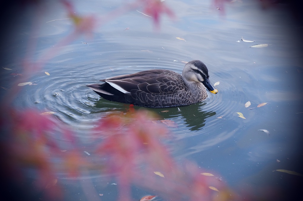 名残りの紅葉に包まれて