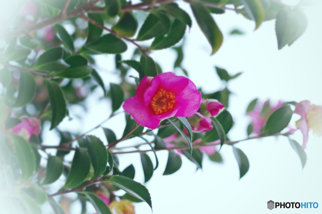 氏神さまの山茶花