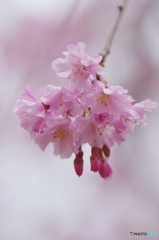 鶴見緑地の枝垂れ桜②