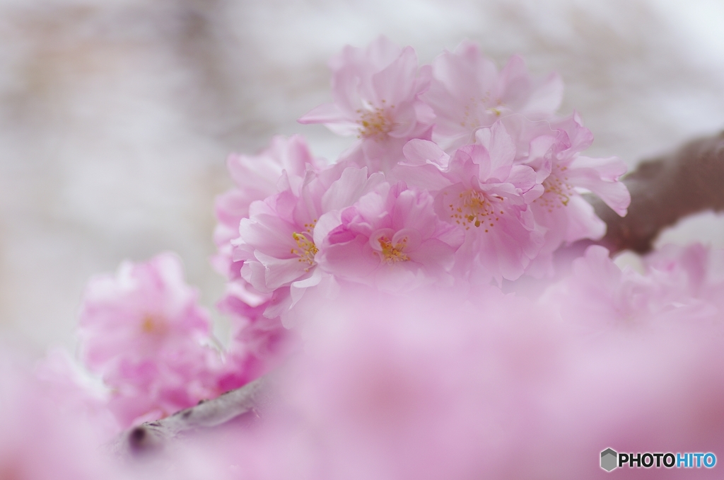 鶴見緑地の枝垂れ桜③