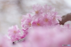 鶴見緑地の枝垂れ桜③