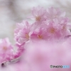 鶴見緑地の枝垂れ桜③