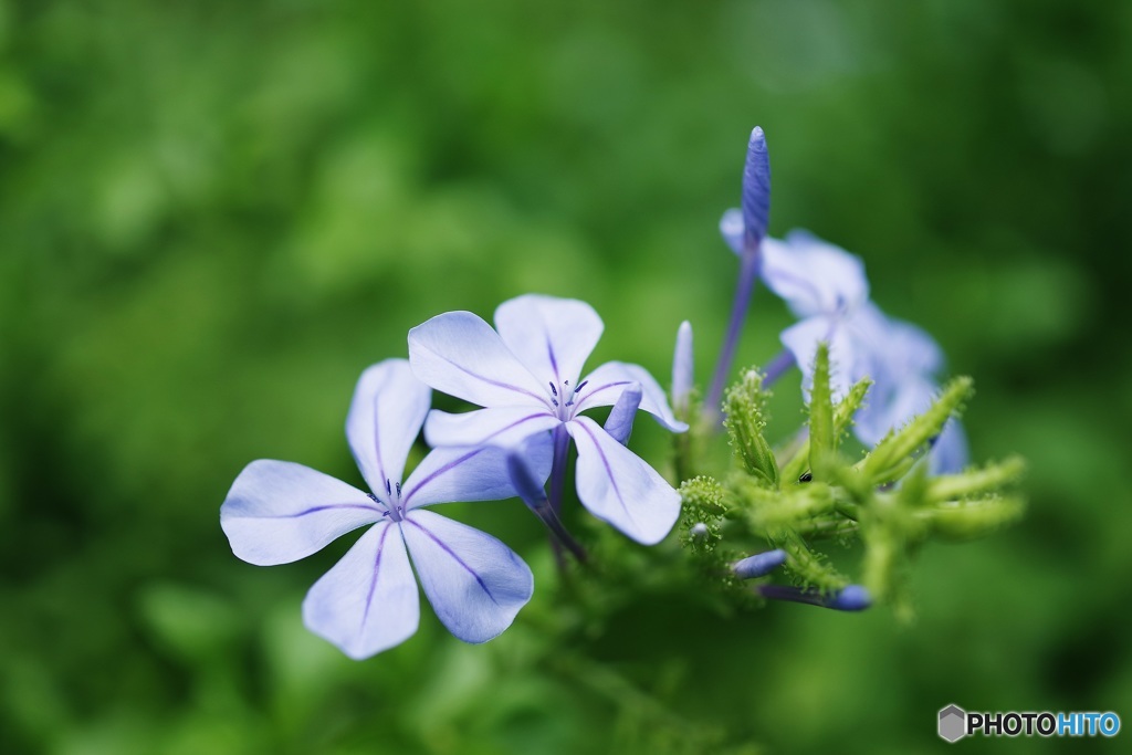 瑠璃茉莉・青花