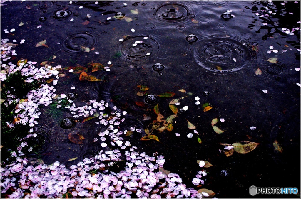 大きな水たまりの花筏③