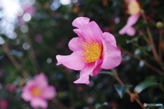 氏神さまの山茶花