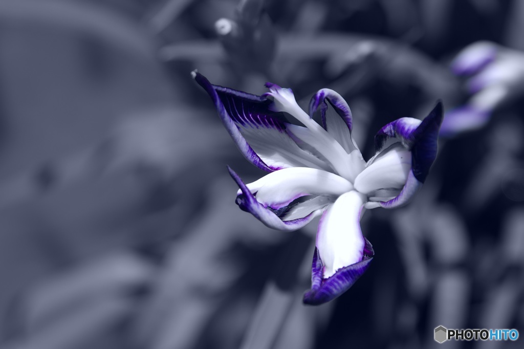 花菖蒲・鷹の爪②