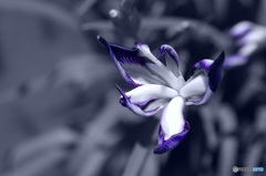 花菖蒲・鷹の爪②