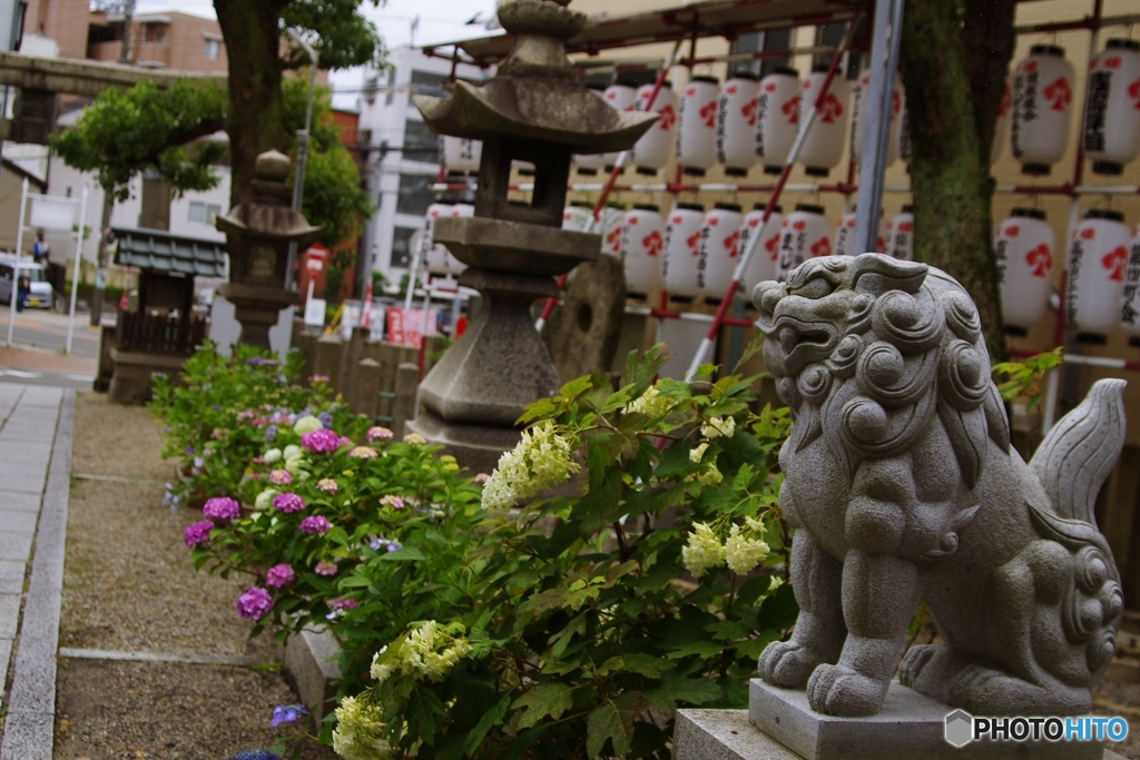 狛犬さんと紫陽花